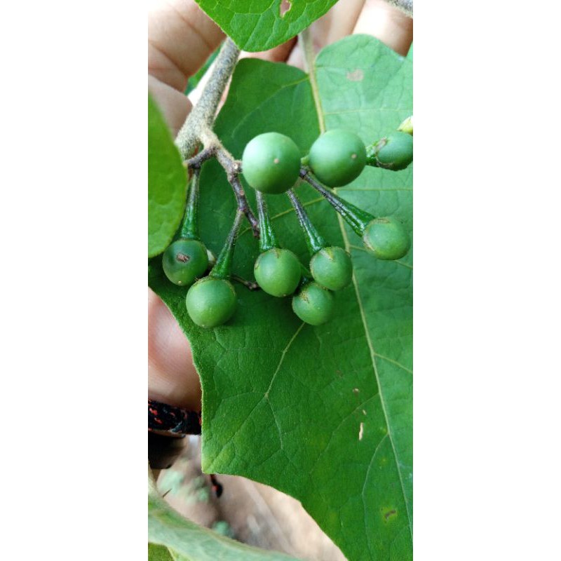 

jual tekokak 500 gram
