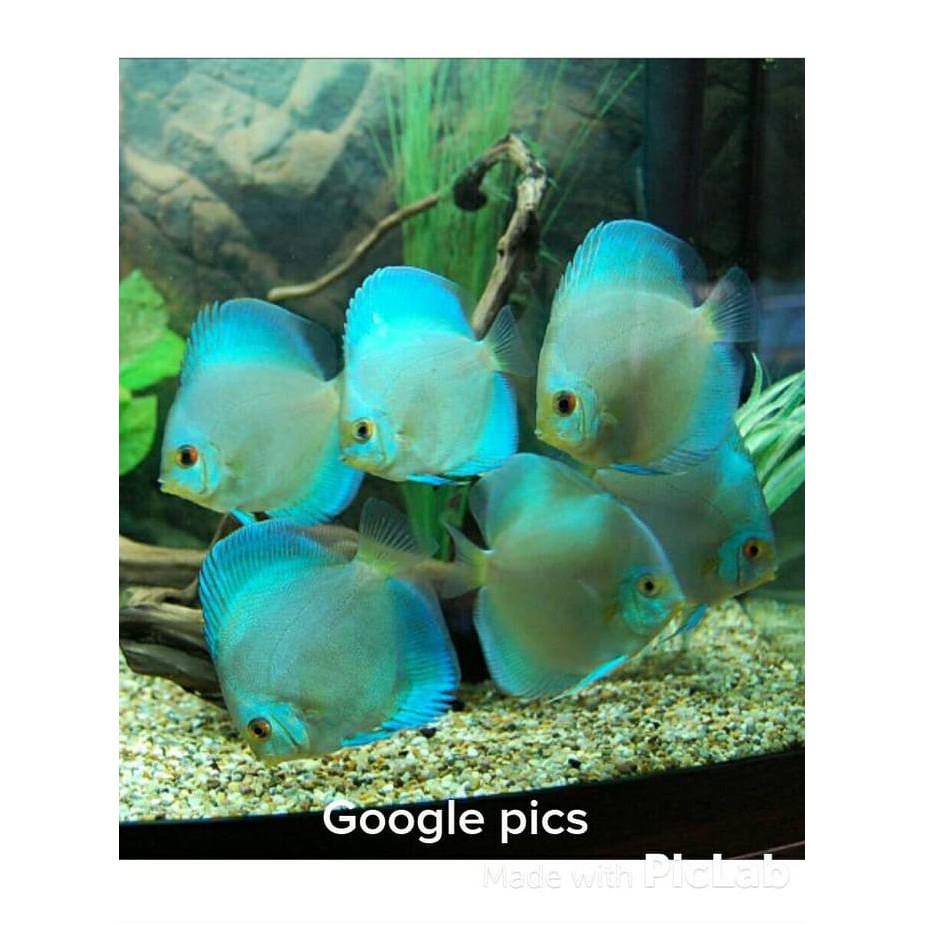 720+ Desain Aquarium Discus HD Terbaru