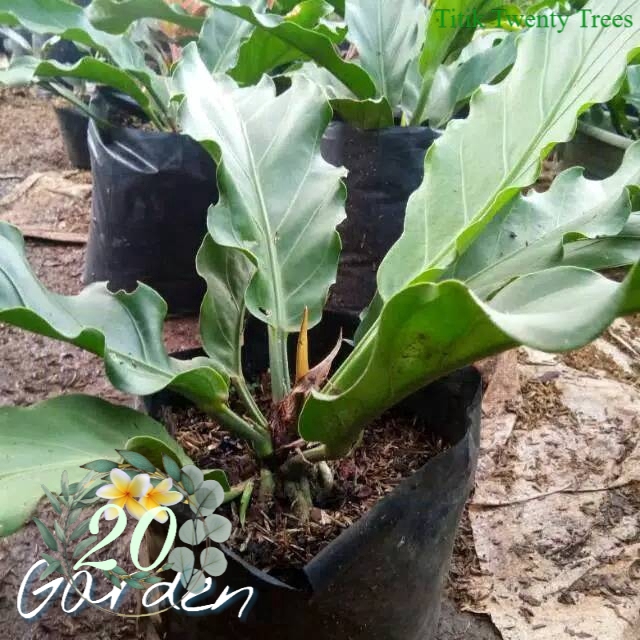 Pohon hias anthorium gelombang cinta / tanaman antarium gelombang cinta