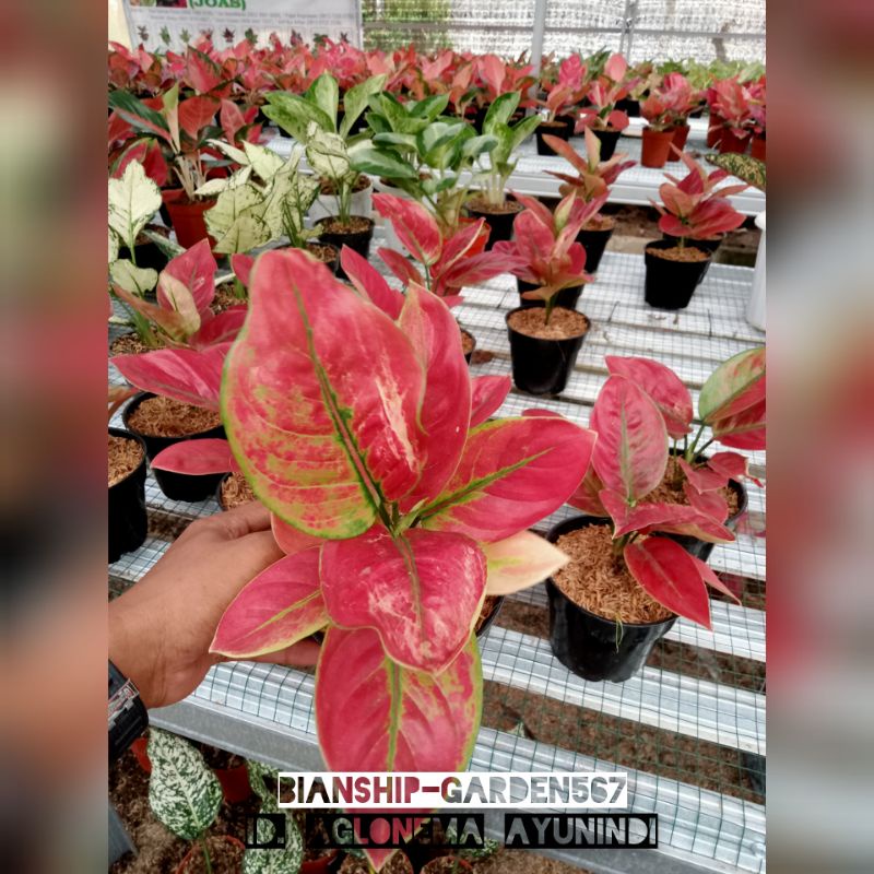 AGLONEMA AYUNINDI / AYUNINDI WARNA CANTIK REMAJA DAUN 5-7 SUPER