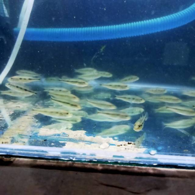 Peacock bass orinoco Pbass orinoco