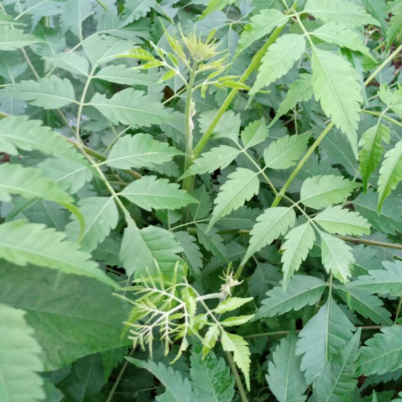 

Daun mimba atau daun mindi 1 kg segar.