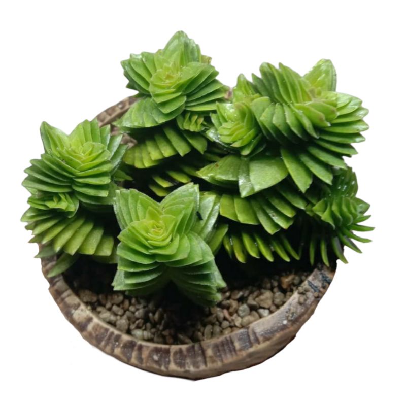 Sukulen Crassula Estagnol