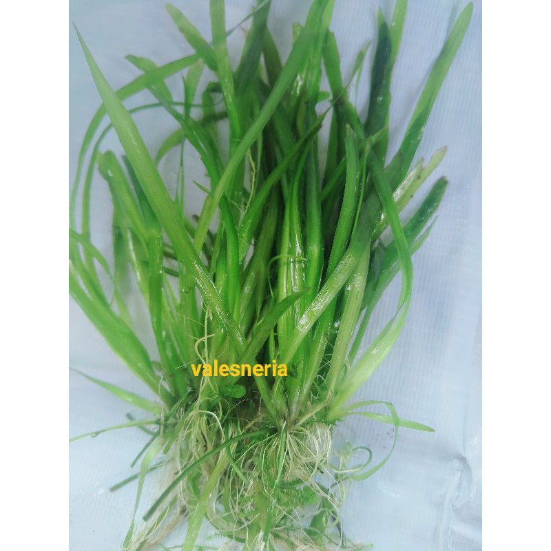 

valeseria/iket