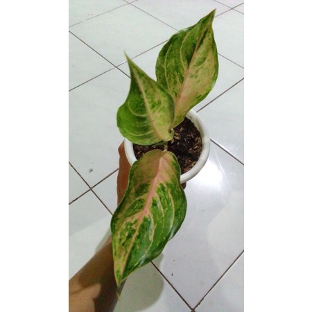 tanaman hias baby aglonema LOD daun 3 real pick