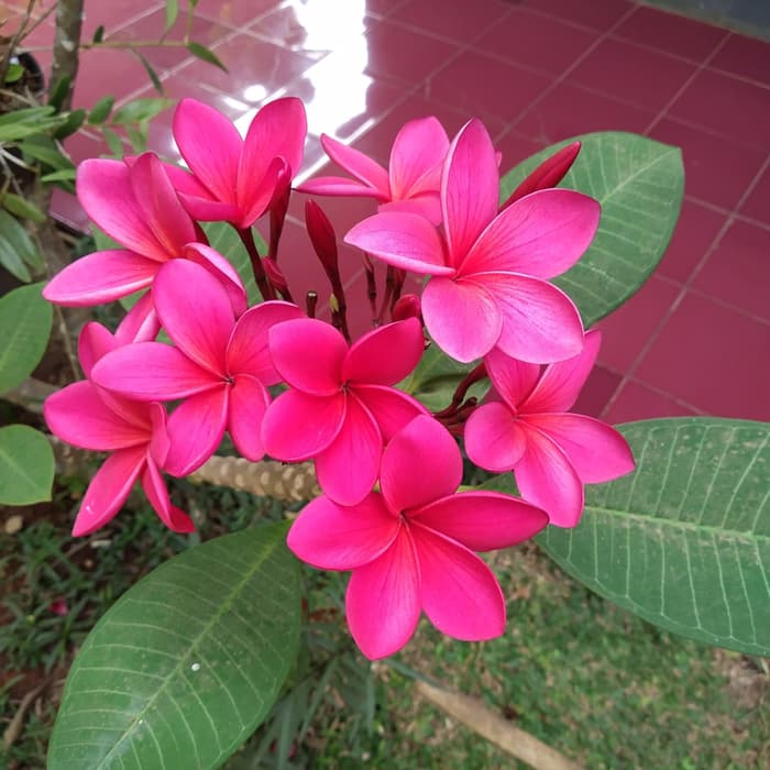 tanaman hias kamboja bali merah fanta/pohon kamboja bali tinggi 80-90c