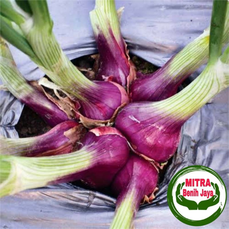 50 Bijj Benih Bawang Merah Lokananta F1 Cap Panah Merah / Benih Sayuran / Bibit Sayuran / Bibit / Be
