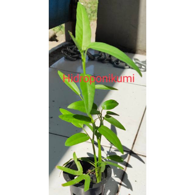 Bibit kangkung hidup Hidroponik