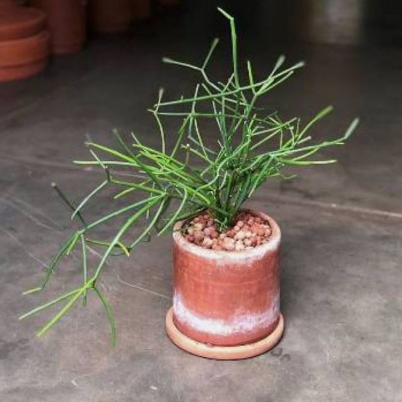 Tanaman Hias Patah Tulang/ Tanaman Herbal Patah Tulang