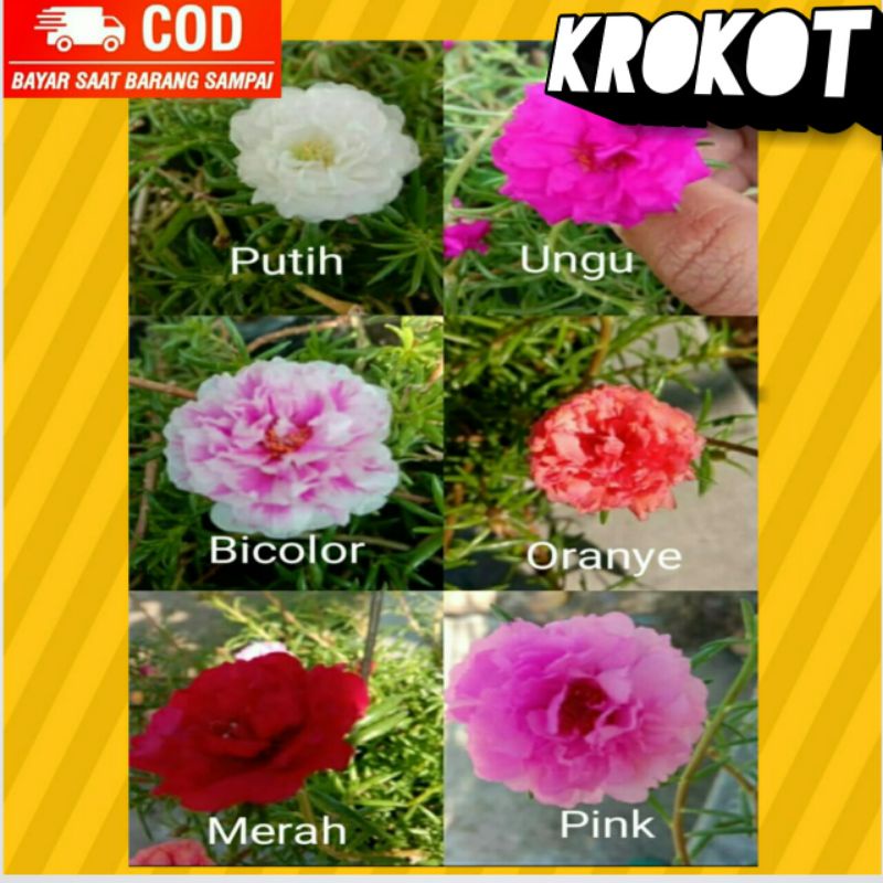 Krokot Bunga Tumpuk Stek Batang Krokot Mossrose Krokot Kerokot