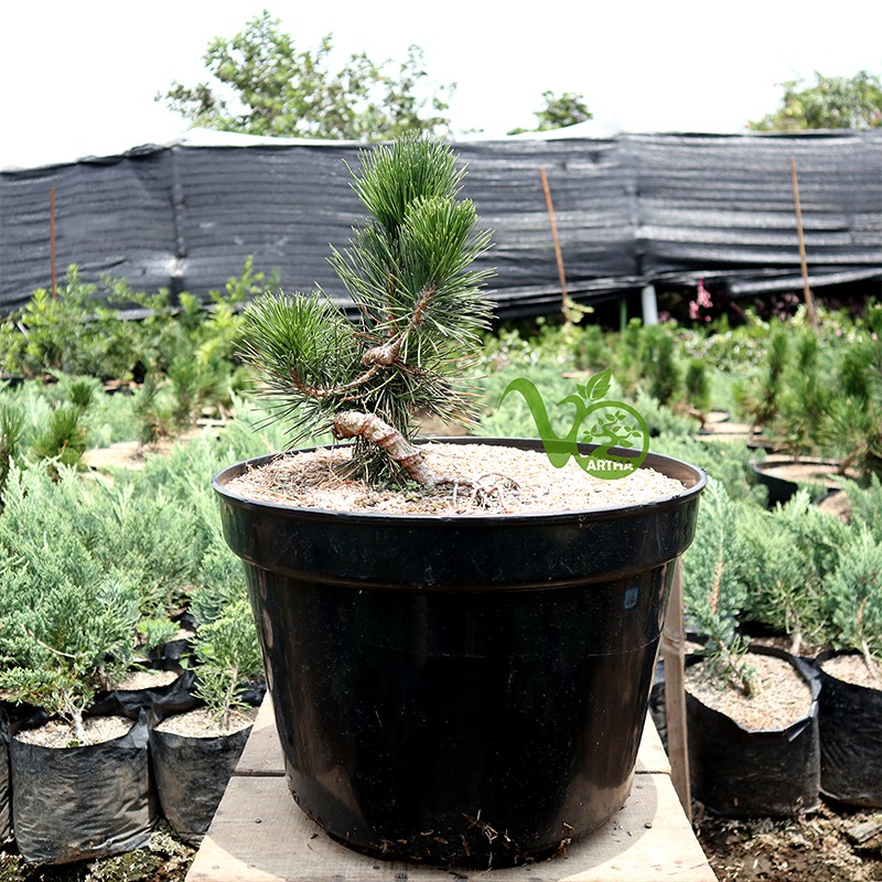 Bonsai Japanese Black Pine - 5