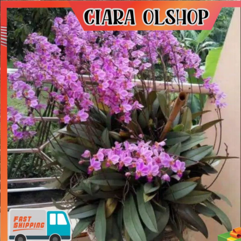 Anggrek Phalaenopsis Pulcherrima Doritis / anggrek bulan mini doritis / anggrek doritis slop