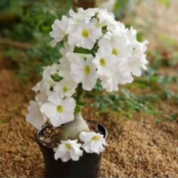 Bibit Tanaman Hias Adenium Bunga Putih - Bibit - Tanaman Hias - Adenium