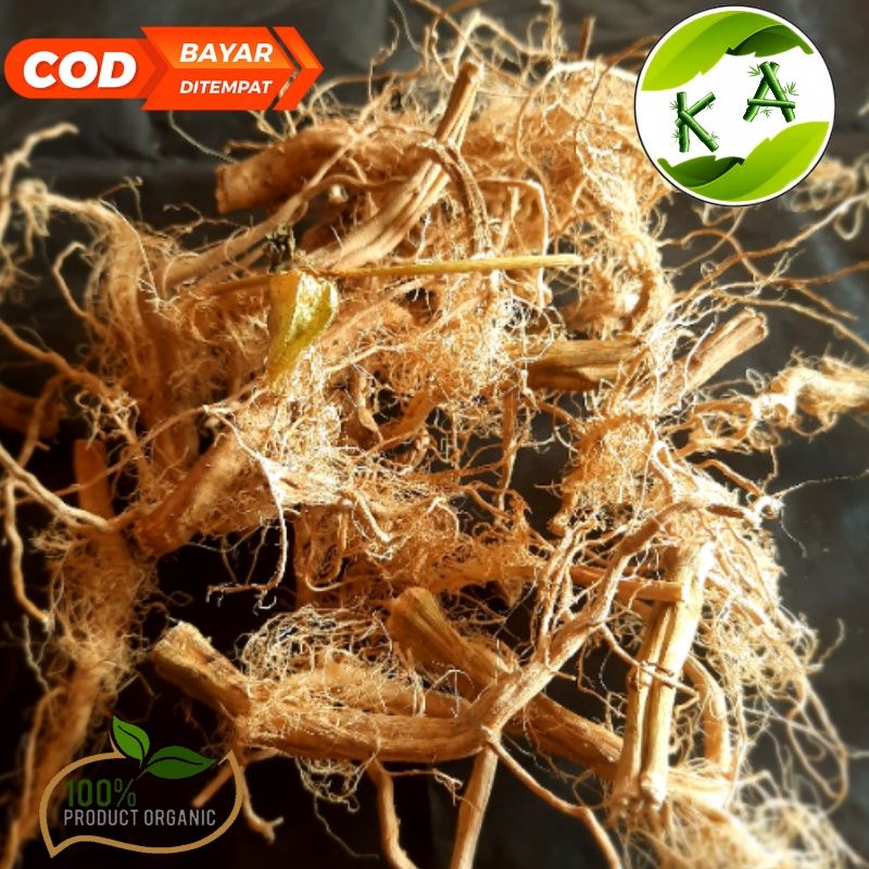 

AKAR POHON CIPLUKAN KERING kualitas terbaik | 100% organic herbal