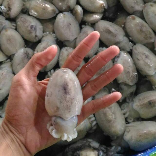 

Sontong laut fresh