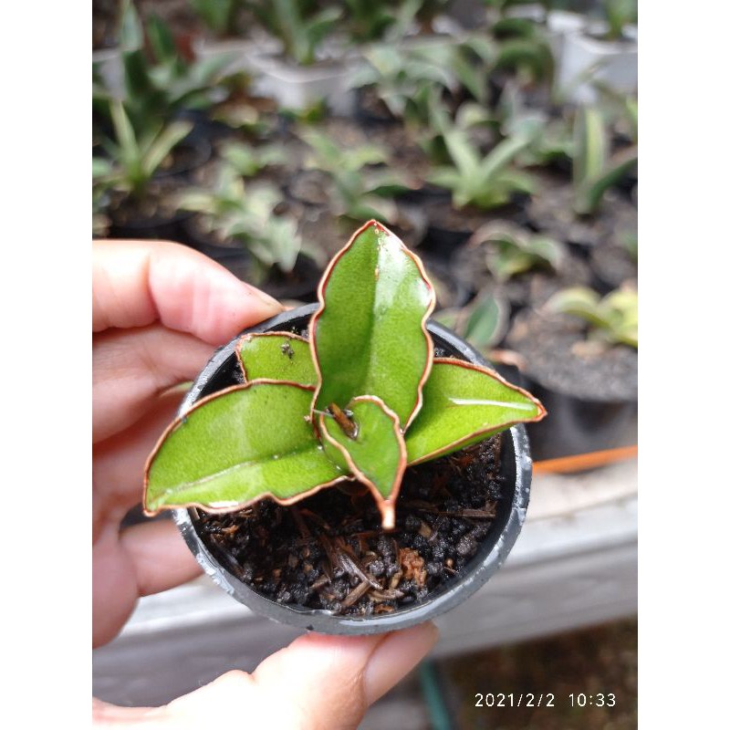 Tanaman hias mini sansivera robusta dwarf kecil anakan uk pot 5cm