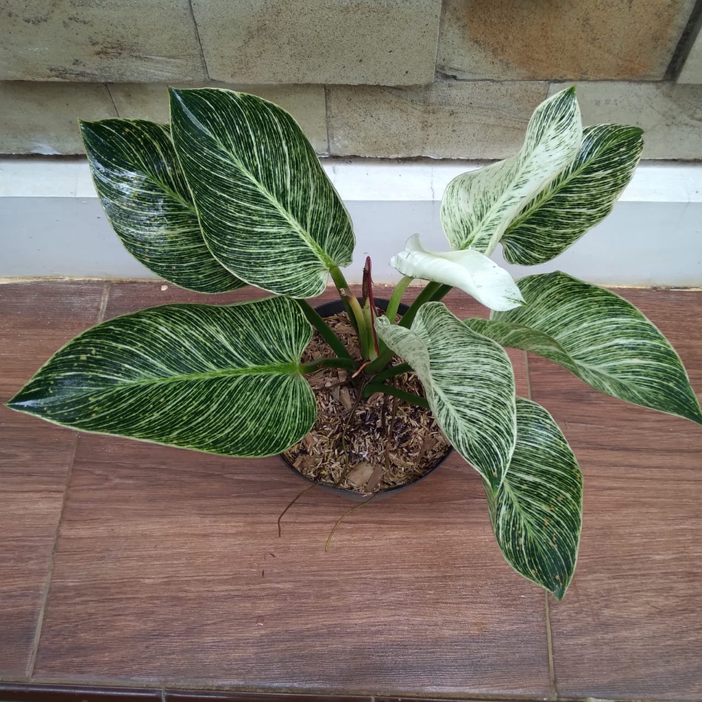 Tanaman Hias/Philodendron/Philo Birkin Variegata Rimbun Besar DI