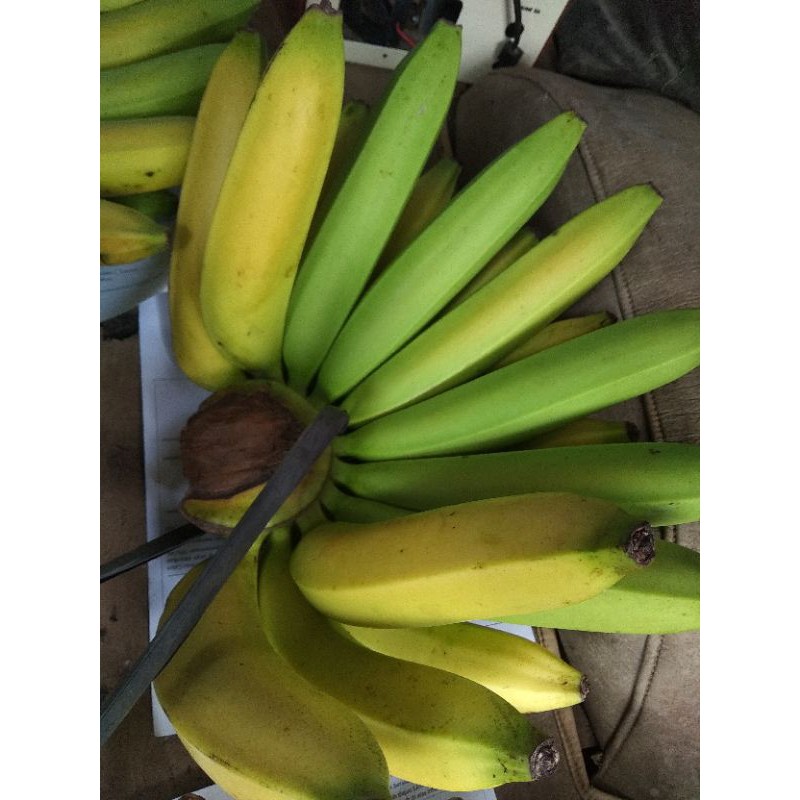 

PISANG AMBON UKURAN BESAR