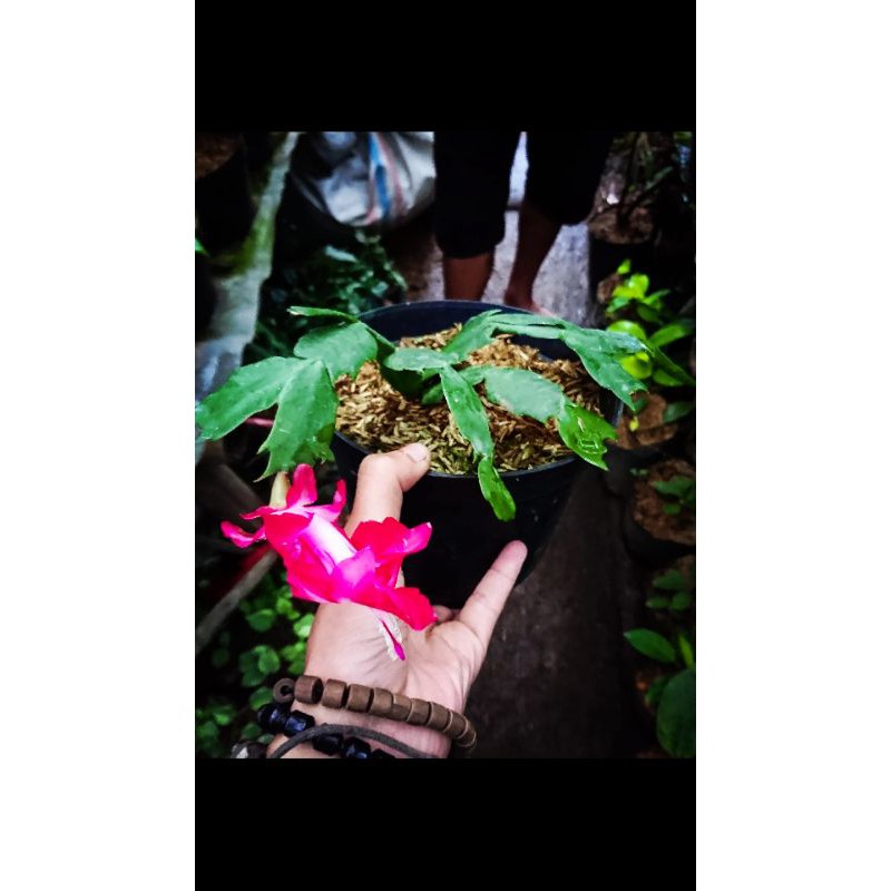 kates kepiting wijaya kusuma kates kepiting tanaman hias kepiting