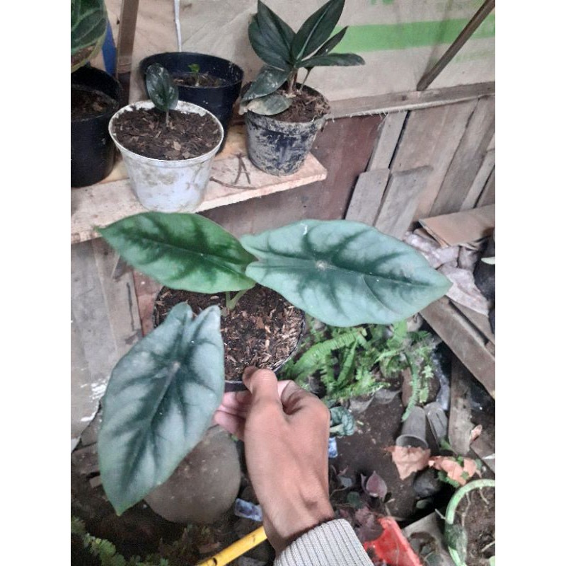 Alocasia Reversa