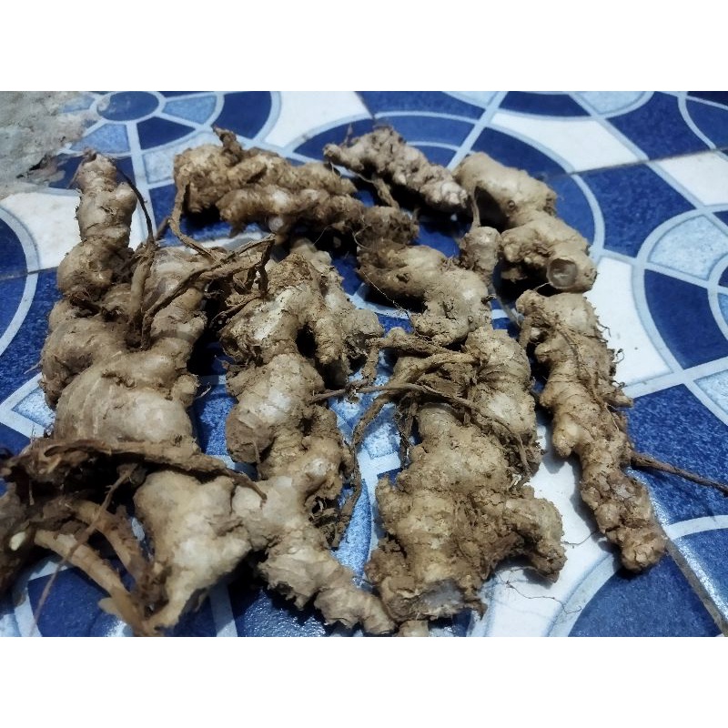 

JAHE SEGAR ASLI TANAMAN PENGUNUNGAN 200 GRAM