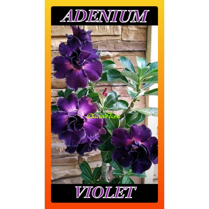 ADENIUM VIOLET BUNGA TUMPUK ORIGINAL