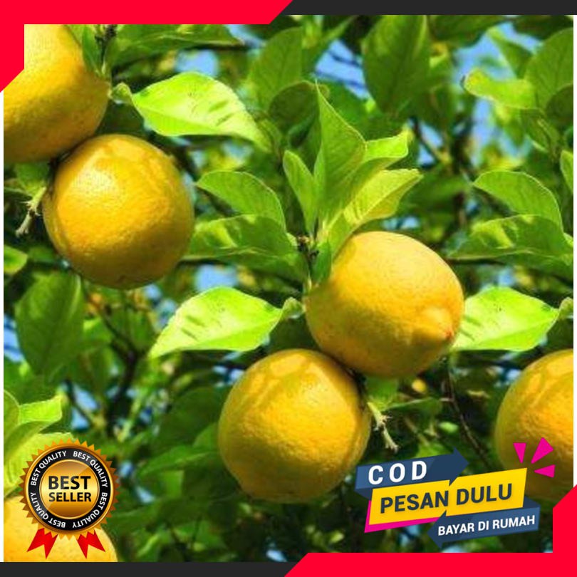 Bibit Jeruk Lemon Eurika Tanpa Biji
