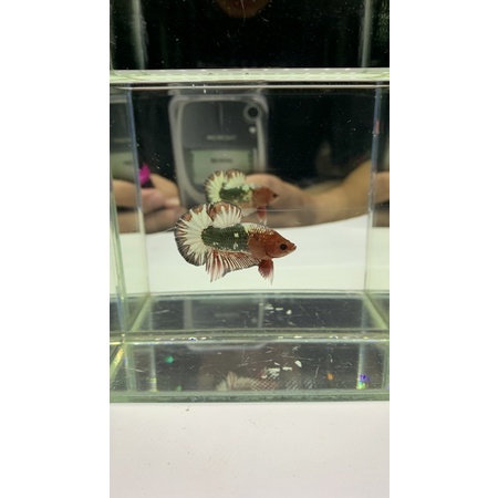 Ikan Cupang Plakat FCCP Orange Head