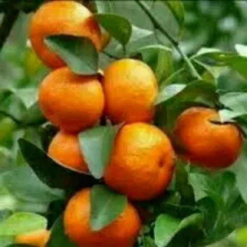 bibit tanaman pohon jeruk Santang madu bibit jeruk Santang madu buah jeruk santang