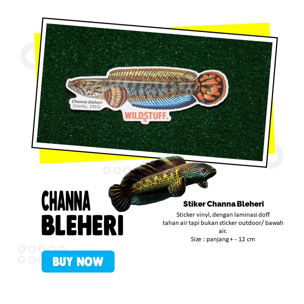 

Sticker Channa Bleheri