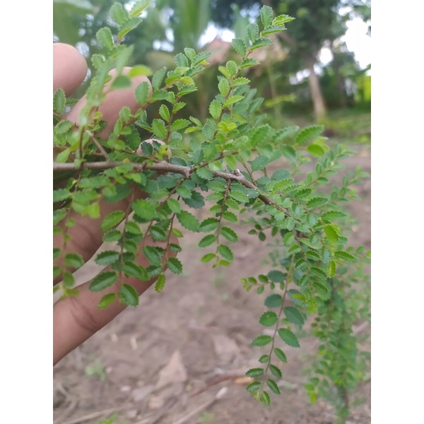 bibit bahan bonsai ulmus mikro