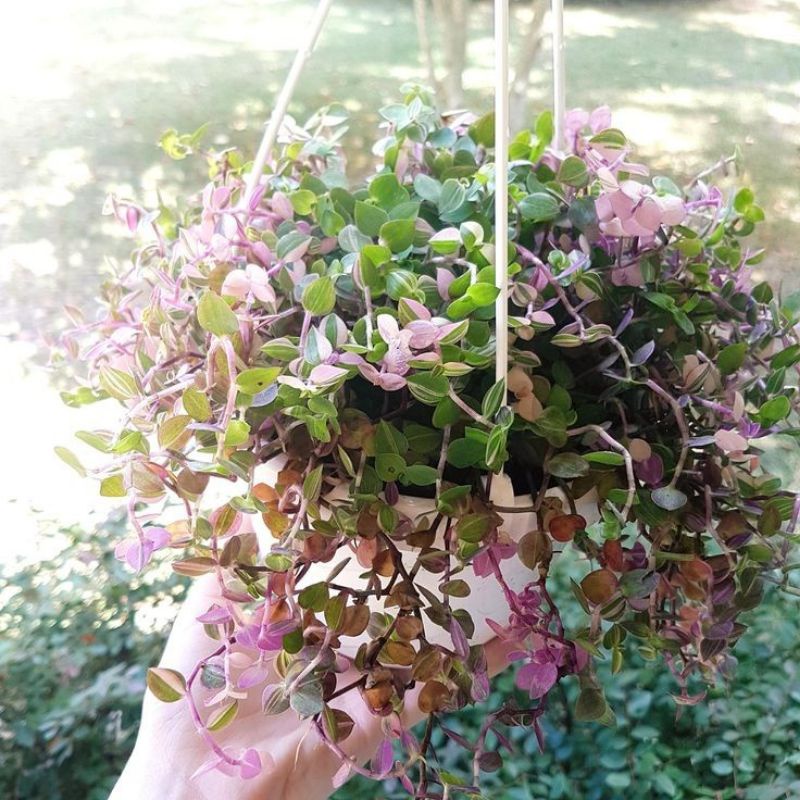 TANAMAN HIAS CALLISA REPENS - TANAMAN HIAS GANTUNG