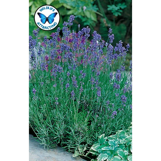 Benih Bunga Lavender french ECERAN 5 BIJI F1 bibit Mr Fothergills bibit tanaman anti nyamuk