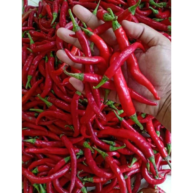 

cabe merah besar 1 kg