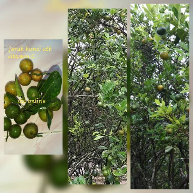 Vitamin C  alami jeruk kunci utk jus minuman obat diet