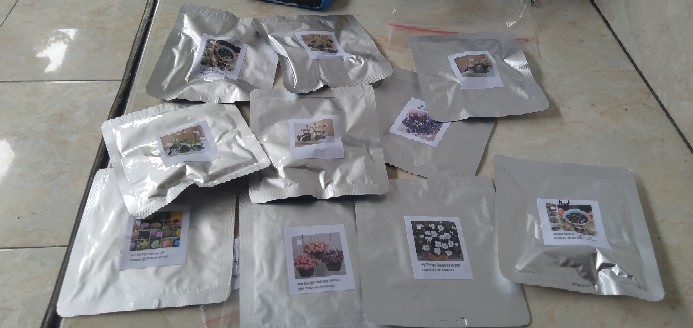 Biji Benih Bunga Lobelia Cascade Mixed  (tanaman Klasik Untuk Keranjang)
