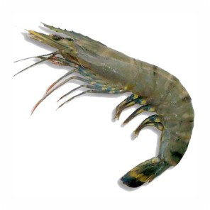 

Udang Windu Besar / 500gr #Seafood #Segar #Online #Bandung #Cimahi