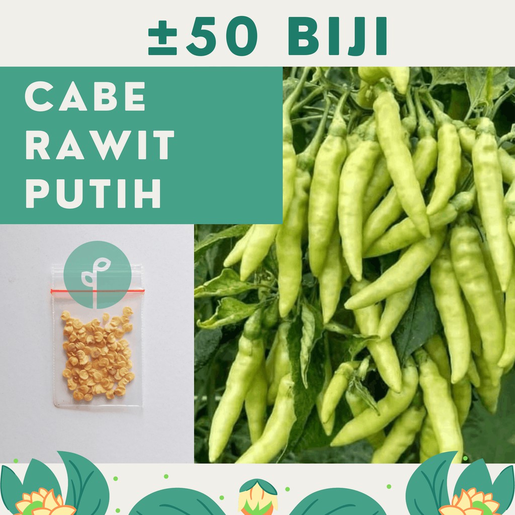 Bibit Sayuran Benih Sayur Paket Lengkap Hidroponik Kangkung Bayam Cabe Sawi Selada Terong Tomat dll-CABE RAWIT SRET