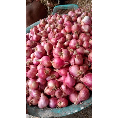 

BAWANG MERAH FRESH kulon progo ukuran Besar dan Kecil