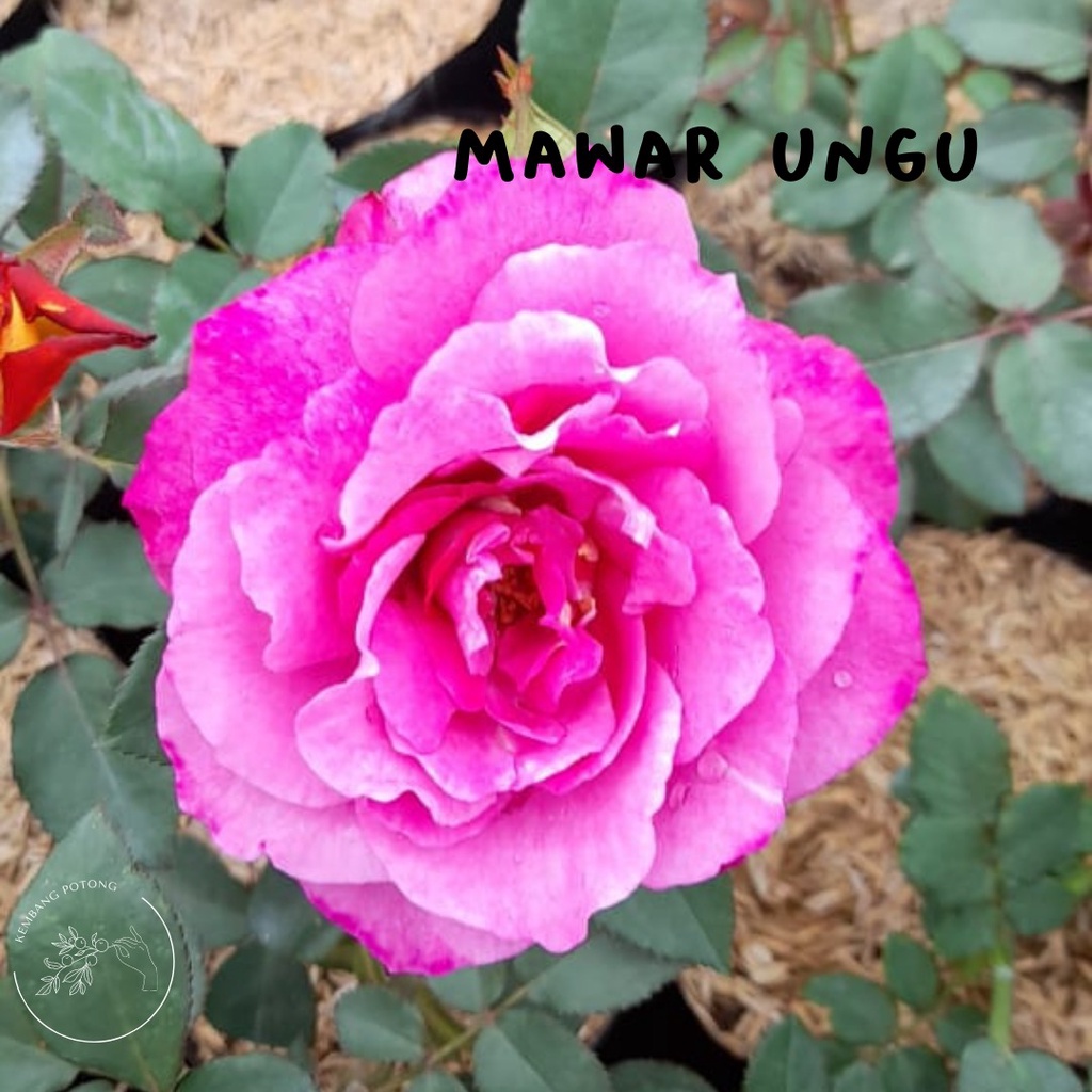 BIBIT mawar MURAH warna UNGU sudah BERBUNGA/KUNCUP  (bukan bunga potong)