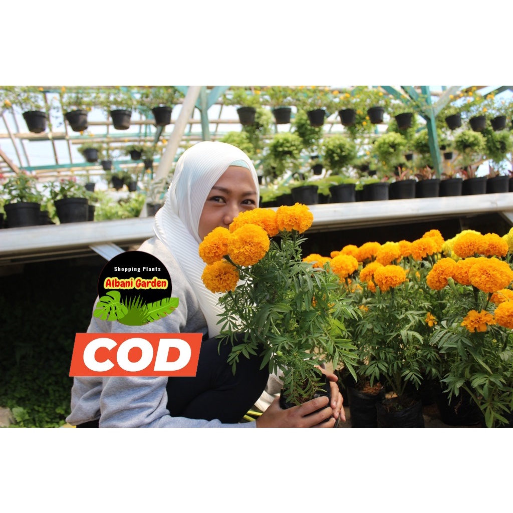 Marigold tagetes bunga kuning orange Tanaman hias hidup outdor tahan panas yang berbunga untuk taman