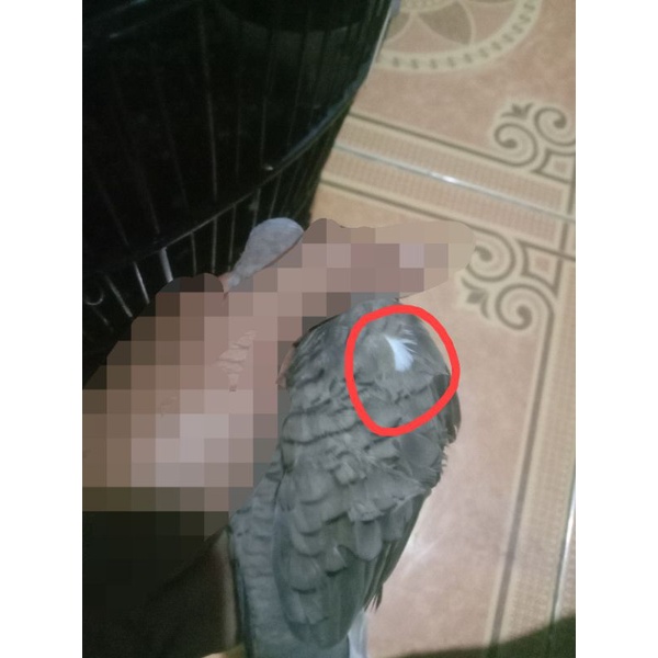 Burung perkutut lokal katuranggan cendolo Sabdo