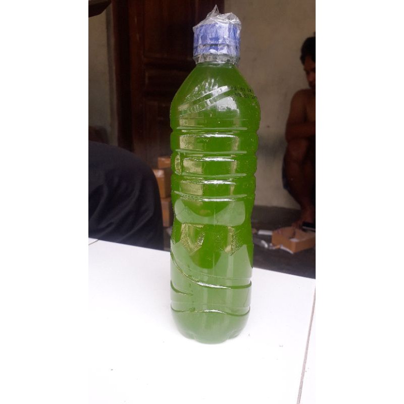 Air chlorella untuk ternak kutu air