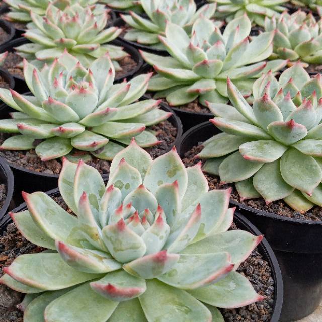 Tanaman Hias SUKULEN Echeveria Chihuahuaensis