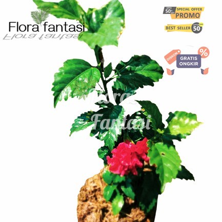 tanaman bunga sepatu merah tumpuk (Tanaman hias hidup indoor murah besar dan rimbun--bunga hias hidu