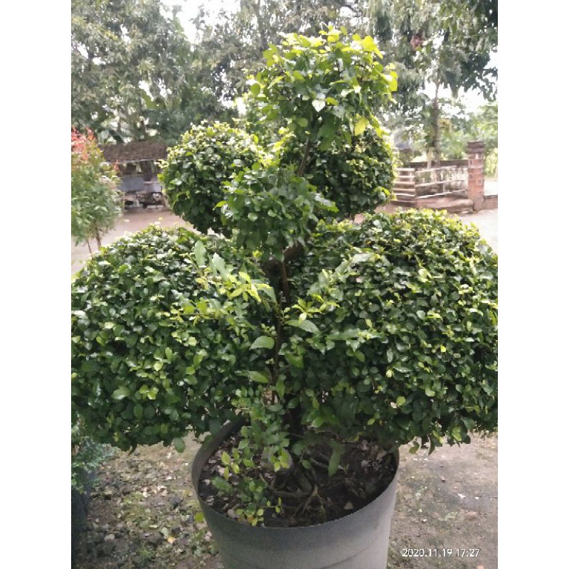 Bonsai Carmona Retusa/ Serut
