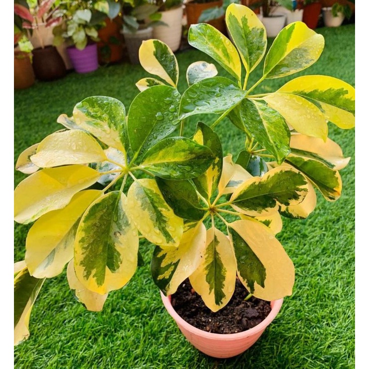 Bibit Tanaman WaliSongo Varigata Daun Lebar