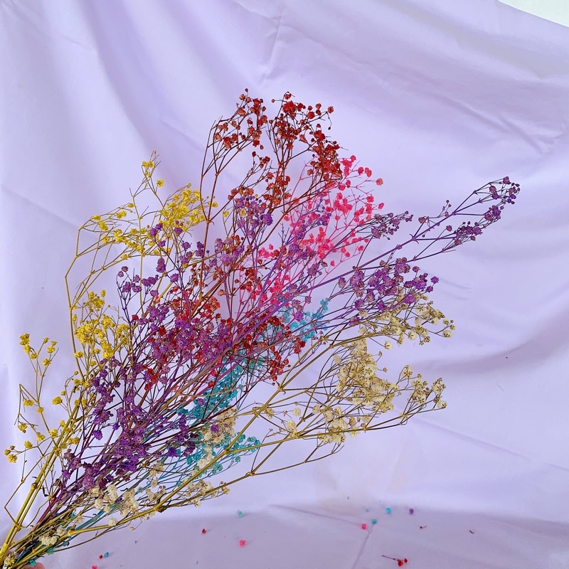 Bunga Baby Breath Blossom Bunga Kering Asli Dried Flower
