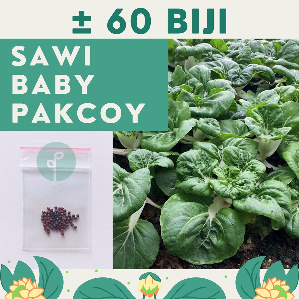 Bibit Sayuran Benih Sayur Paket Lengkap Hidroponik Kangkung Bayam Cabe Sawi Selada Terong Tomat dll-SAWI BABY PAKCOY