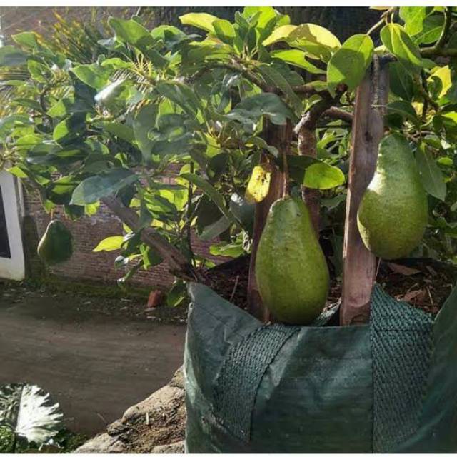 Bibit alpukat miki jumbo sudah berbunga lebat